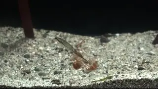 Japanese pygmy squid shoot ink to hunt for prey