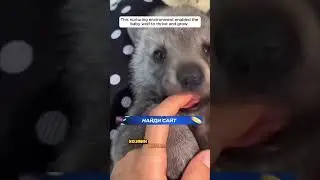 Мужчина НЕ ЗНАЛ ЧТО ЖИВЁТ С ВОЛКОМ.. Как ЭТО СЛУЧИЛОСЬ?!😳