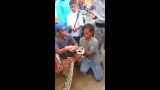 Ular phiton 7 meter hampir memakan manusia di tampa padang mamuju sulbar
