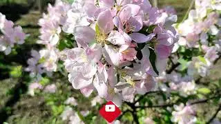 Такую красоту видишь не каждый день. Весна на Кубани.