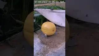 3.5 days of giant pumpkin growth