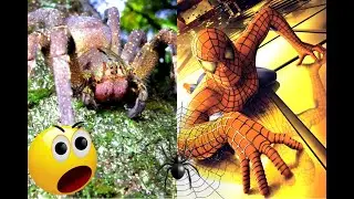 असली स्पाइडर मैन । real Spider-man 😱