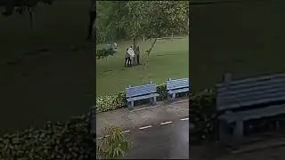 Nunca te coloques en un árbol cuando caen rayos