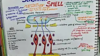 Sensation Of Smell |Olfactory Pathway - Physiology