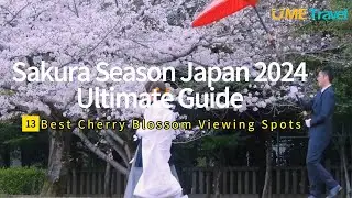 Sakura Season Japan 2024Ultimate Guide：13 Best Cherry Blossom Viewing Spots