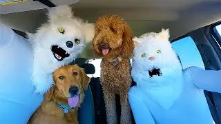 Wolf Surprises Dogs with Dancing Car Ride!