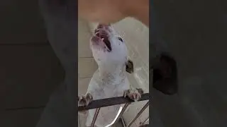 O PITBULL QUASE HUMANO. O CÃO MAIS INTELIGENTE DO MUNDO.