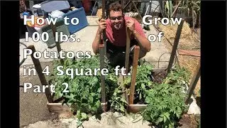 How to Grow 100 Pounds of Potatoes in 4 Square Feet / Part 2 Update