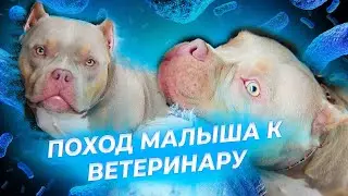 Лечу Американского булли МАЛЫША от аллергии. Меня обманули мошенники. Тестирую препарат от паразитов