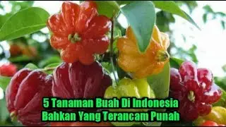 5 Tanaman Buah Langka Di Indonesia Bahkan Ada Yang Terancam Punah