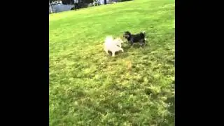 A morning run at the park.
