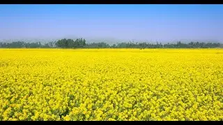 চোখ জুড়াবে সরিষা ক্ষেত || Mustard fields will catch your eye