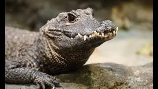 Dangerous crocodile walking 😨😨😱😱