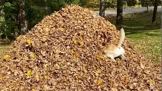 Stella and Mabel Jump Into Fall