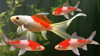 Red & White Sarasa Comet Most Beautiful Fishes