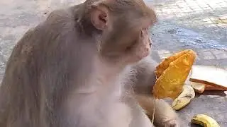 BiBi Old Monkey eating mango Fruits