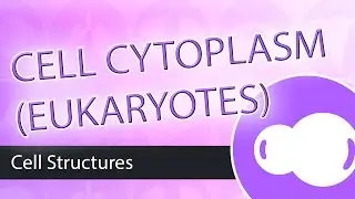 Eukaryotic Cells  The Cytoplasm