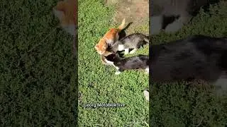 Наглость второе счастье 😳 
