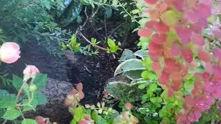 Результат координальной обрезки куста спиреи Grefsheim и ветки рододендрона, спустя 2 месяца.