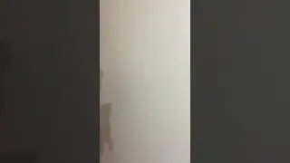 Проверил эксперимент из тик ток умный кот или нет