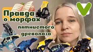 Как разобраться в морфах пятнистого древолаза?