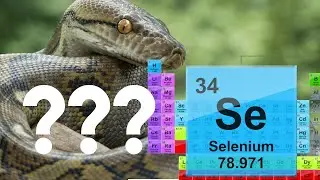 How to Use Python and Selenium for Browser Automation