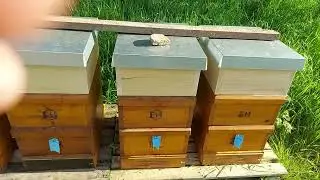 Beekeeping in Bavaria. Queen colonies.