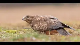 Ptaki. Jesień-zima, woj. lubuskie / Birds. Autumn-Winter. NW Poland HD 720p