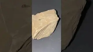 #хруст #асмр Туркестан кудряшка