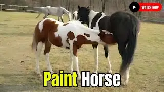 Paint Horse Breeding at Our Equestrian Farm Horse Breed 