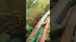 di setrum ikan