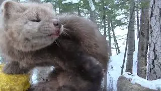 Снегоход Yamaha BR - 250 и немного соболюшек, декабрь 2022 г.