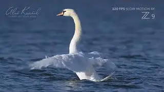 Video - Nikon Z9 ostření, 120 FPS 4x zpomalení