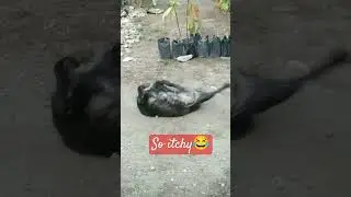 Makati daw likod ni blacky