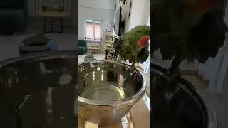 Как купаются попугайчики🤣🤣 