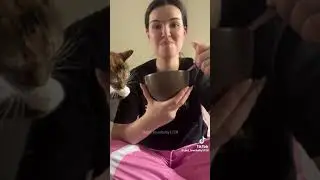 #животные #коты #юмор