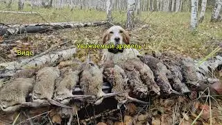 Woodcock hunting with an English Setter, fall 2024.
