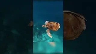 Se Asusto la Tortuga😰