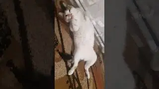 opriți planeta #satisfying #funny #calico #motanshow #song #drawing #art #meow