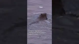 Пошаговый алгоритм поступления в вузы Канады
