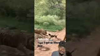 Tiger killed dog at zone 2 Ranthambore National Park 🤯 #shorts #animals #tiger #dog