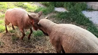 2 Sheep Compete for Dominance