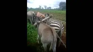 Zebra farming 🙄🙄🙄💥💥#youtubeshorts
