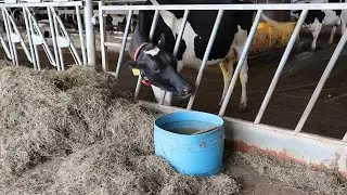AgweekTV: Kelp Helping to Reduce Dairy Methane Emissions