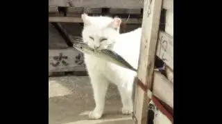 небыло звуков для видео так что вот /⁠ᐠ⁠｡⁠ꞈ⁠｡⁠ᐟ⁠\ 