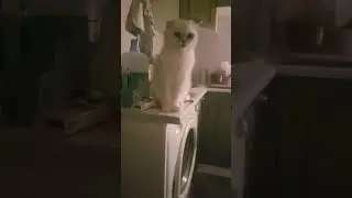 Если нет повода