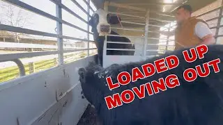 Oreo is home! MOO IS COMING BACK!