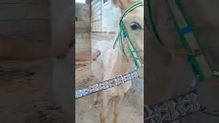 Berkuda di Kandang Kuda R.A.C Stable Jepara