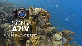 Sony A7 IV | Underwater White Balance Test Video