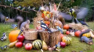 Experience the CUTEST Nature Escape with Squirrels and Little Birds in 4K HDR